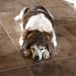 Meet your Posher, Dawn